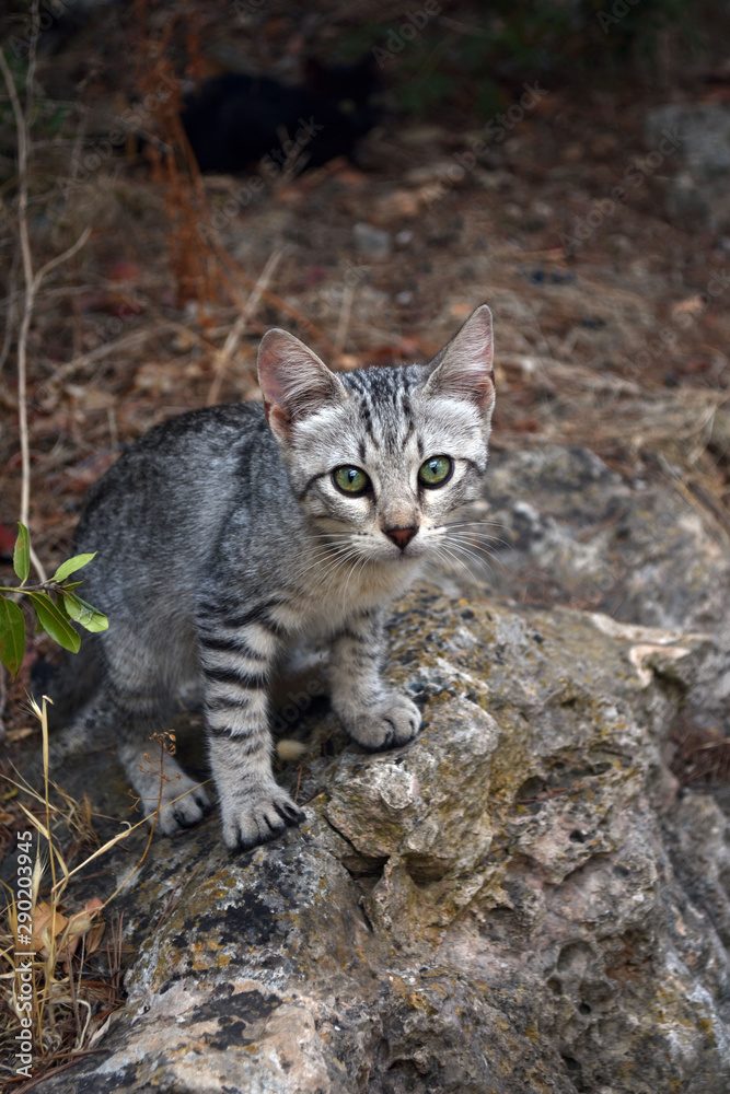 Young tabby cat on stone in forest.