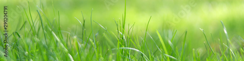 Panoramic image of green grass in a summer park, selective focus, bokeh.
