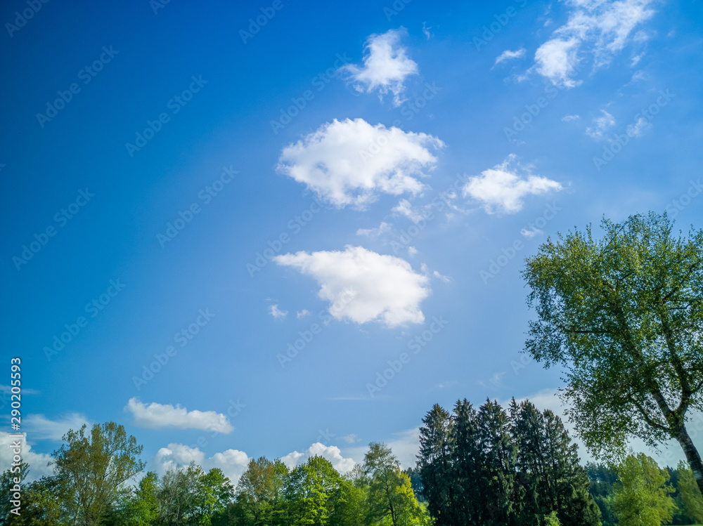 Blue summer sky with white veil clouds and green trees