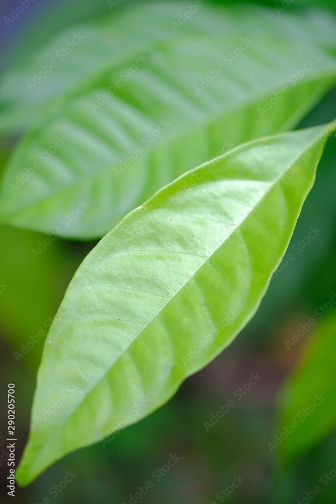 green leaf with drops of water green leaf with drops of water
