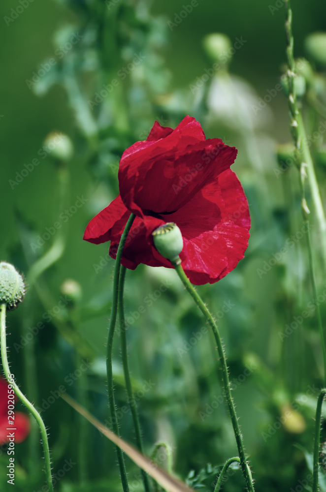 Obraz premium Red spring poppy