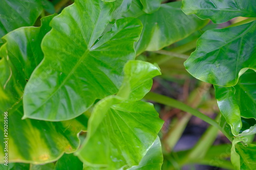 fresh basil leaves on green background