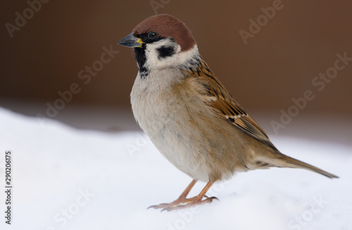 Adult eurasian tree sparrow posing in snow for a portrait in winter environment
