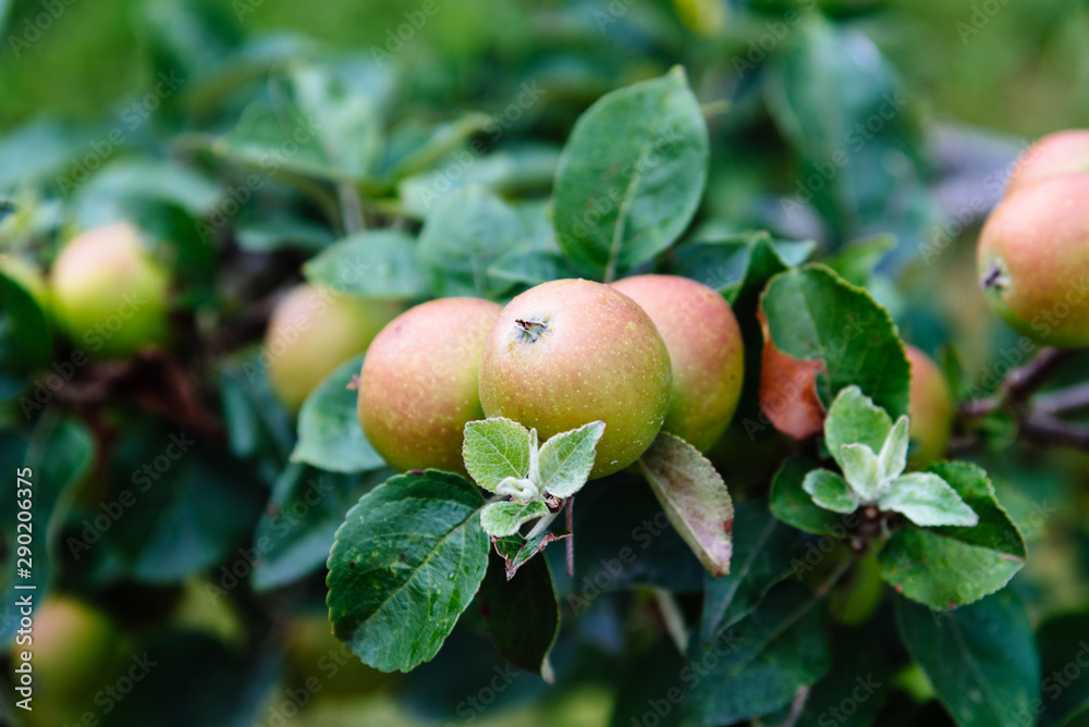 Obraz premium Organic apples hanging from a tree. Fruit background