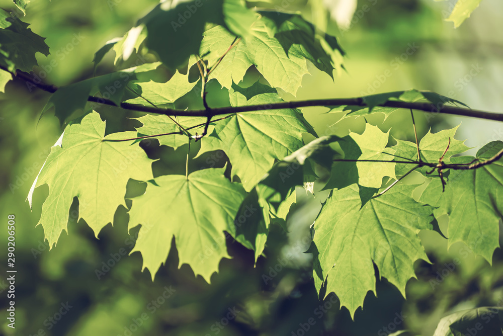 Maple leaves background Maple leaves background