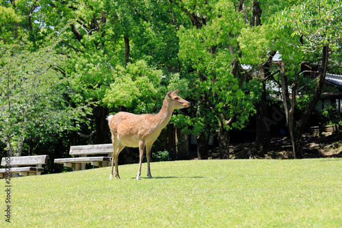奈良公園-鹿-2019年5月
