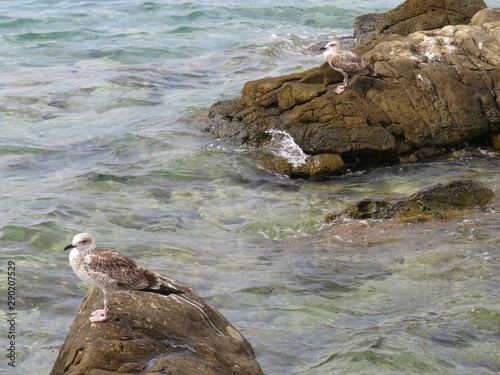 rocks in water with a gull