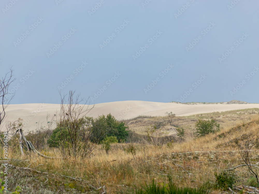 white dune sand, scanty plants, sand textures, beautiful blue skieslandscape with sand dune shore, Curonian Spit, Nida ,Lithuania.  Baltic dunes, UNESCO heritage