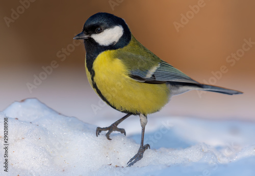 Bright adult great tit stands out on snow covered surface in sunny clear day © NickVorobey.com