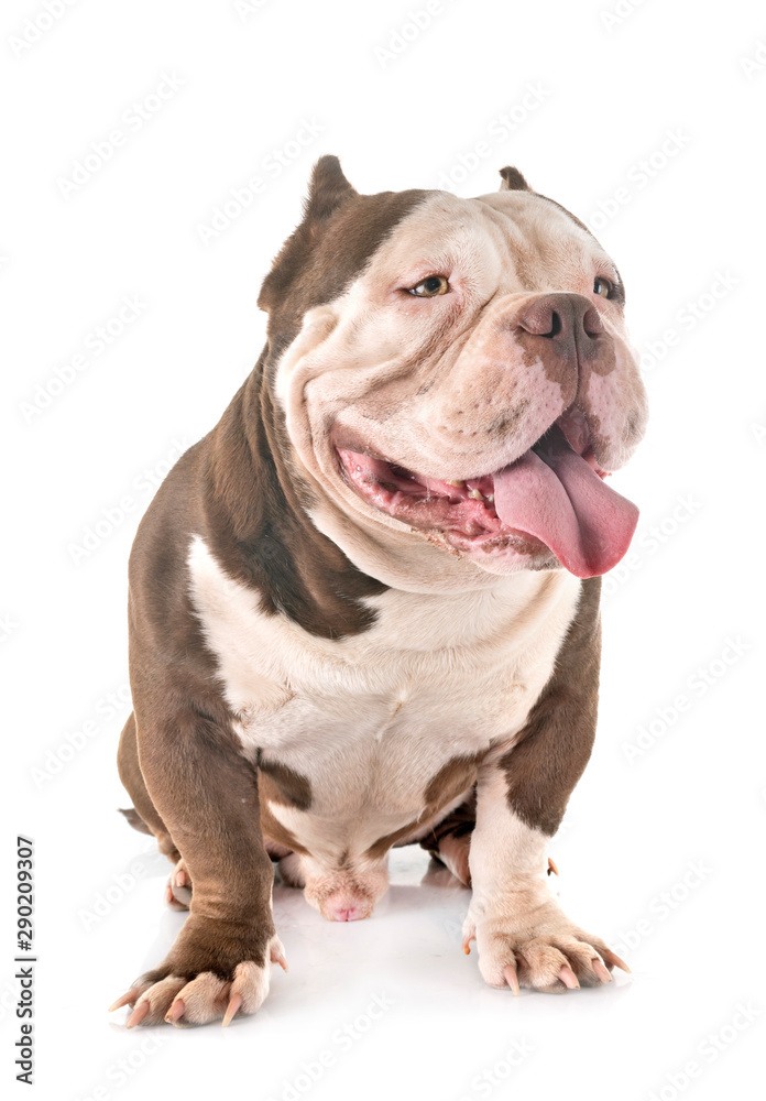 american bully in studio american bully in studio