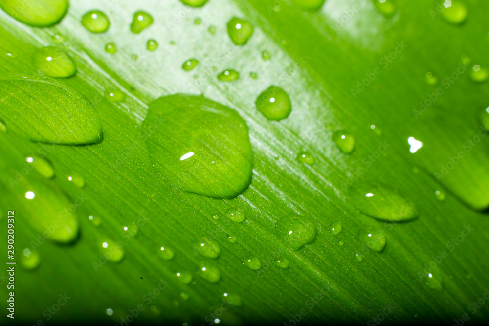 Water droplets on a green leaf