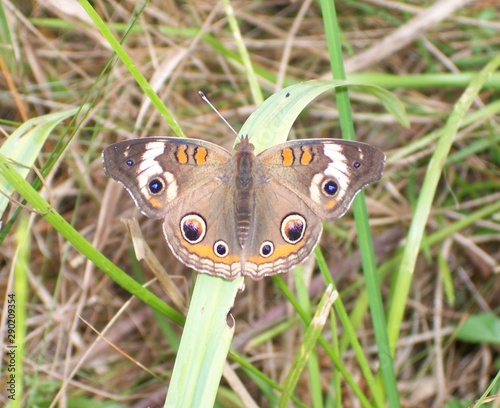 common buckeye butterfly