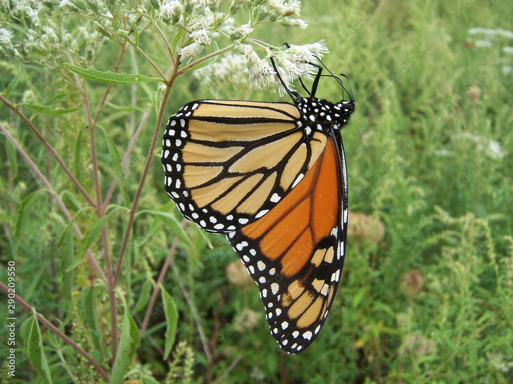 Obraz premium monarch butterfly (profile)