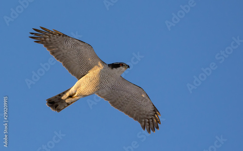 Photography Adult northern goshawk in speedy flight in blue sky with full body and wings