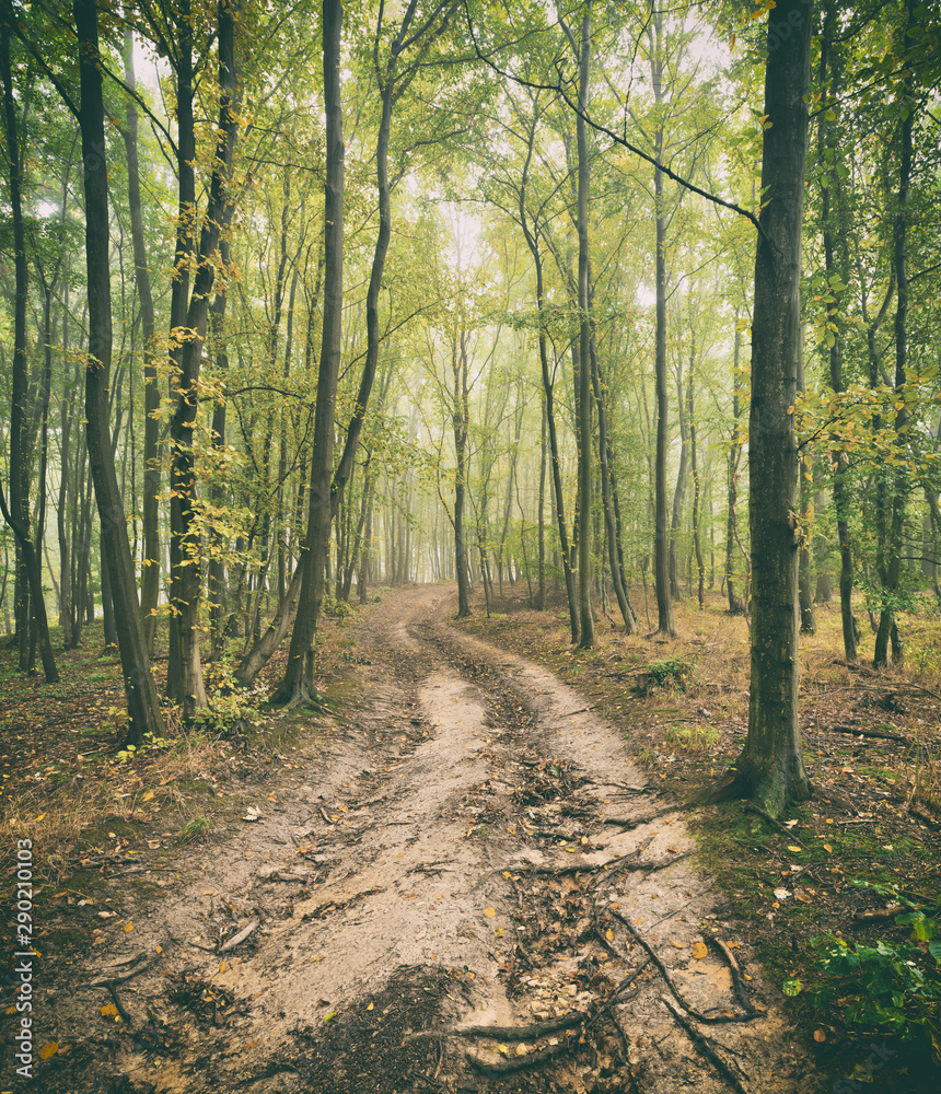Fototapeta premium Dirt Road through Forest of Beech Trees with Fog in Autumn