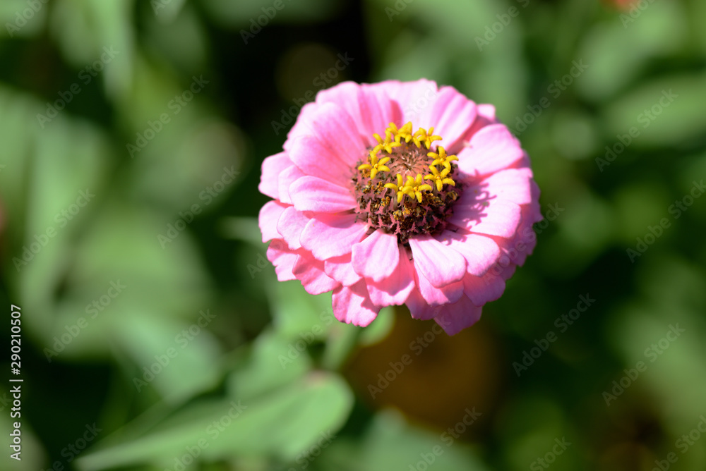 Beautiful zinnia flower blooms in a summer garden close-up Beautiful zinnia flower blooms in a summer garden close-up