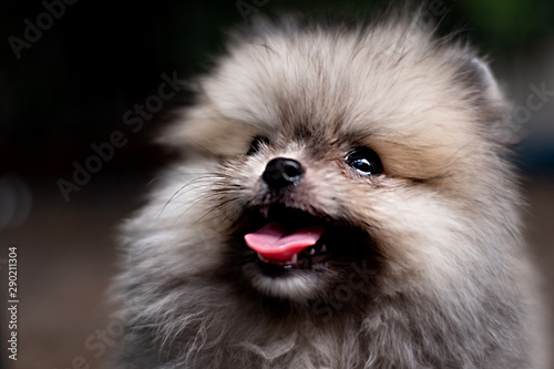 Dark brown fluffy Pomeranian puppy looking up with smile