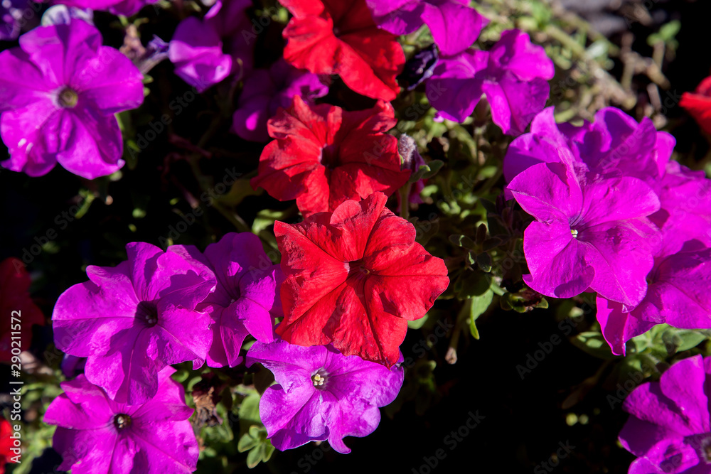 Blooming petunias on the flower bed. Close up view lots of petunia flowers. .