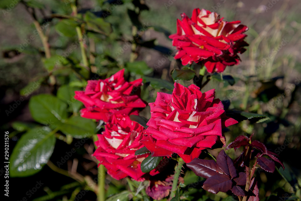 Beautiful rose bush growing in the garden. Beautiful rose bush growing in the garden.