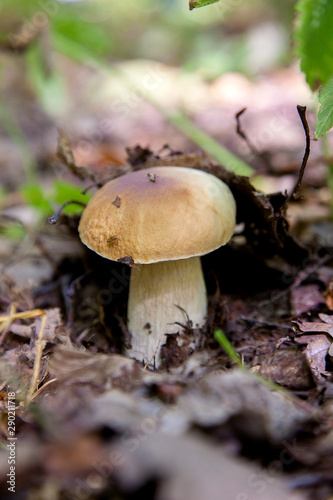 Boletus mushroom in the wild. Porcini mushroom grows on the forest floor at autumn season..