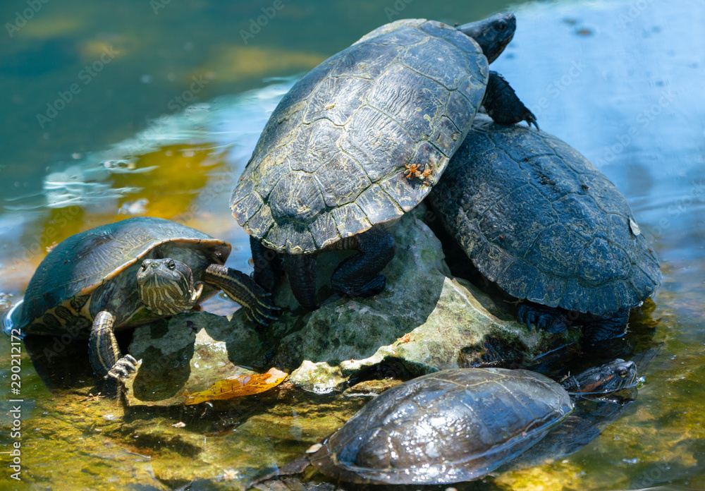 Red-eared slider or water slider turtles in the pond Red-eared slider or water slider turtles in the pond