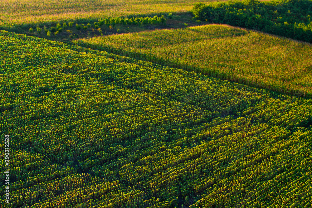 landscape: green and yellow corn fields aerial view