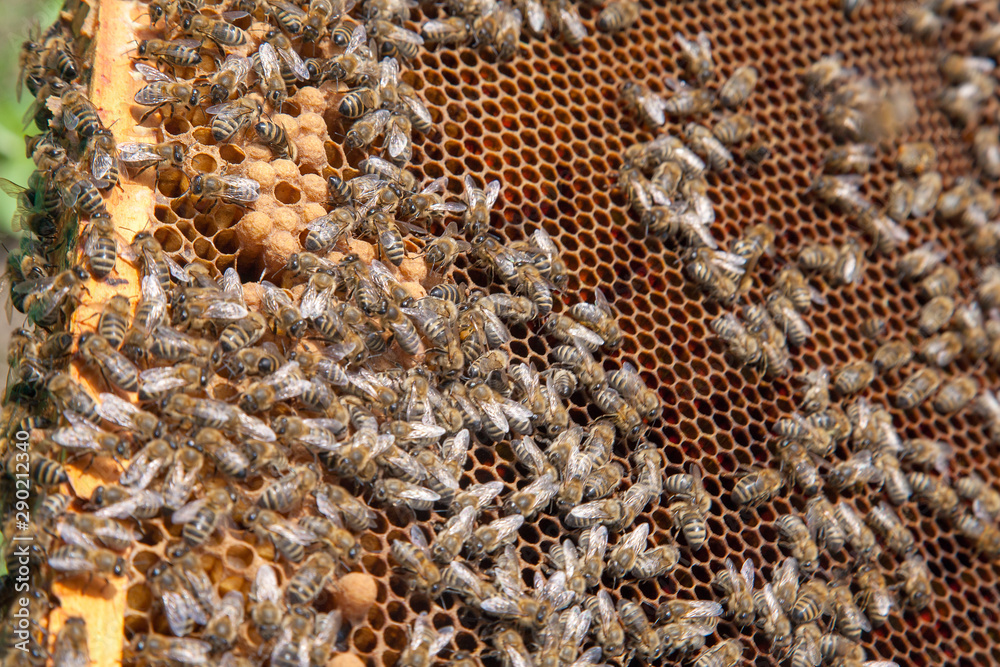 Working bees in a hive on honeycomb. Bees inside hive with sealed and open cells for their young.. Working bees in a hive on honeycomb. Bees inside hive with sealed and open cells for their young..
