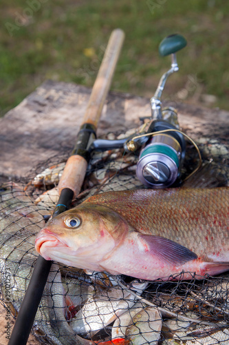 Trophy fishing. Close up view of big freshwater common bream fish and fishing rod with reel on landing net..