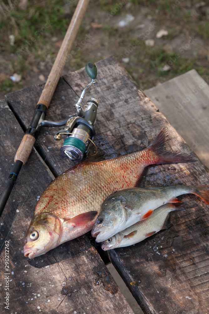 Big freshwater bronze bream or carp bream, white bream or silver bream,  perch and fishing rod with reel on vintage wooden background.. Stock Photo