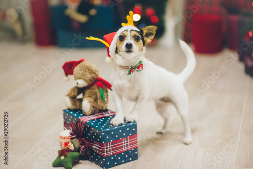 Φωτογραφία funny active jack russell terrier pet animal in santa hat standing with paws on