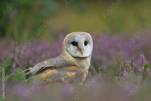 A magnificent Barn Owl (Tyto alba) sitting on the ground. 