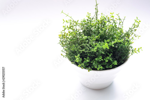 Green plant in white pot on white background with copy space.