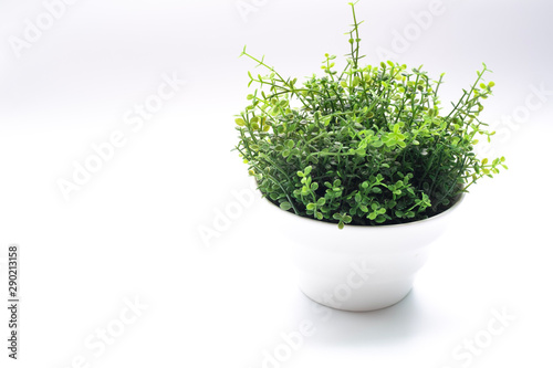 Green plant in white pot on white background with copy space.
