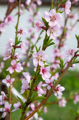 Pink flowers of the peach blossoms in garden at spring day..