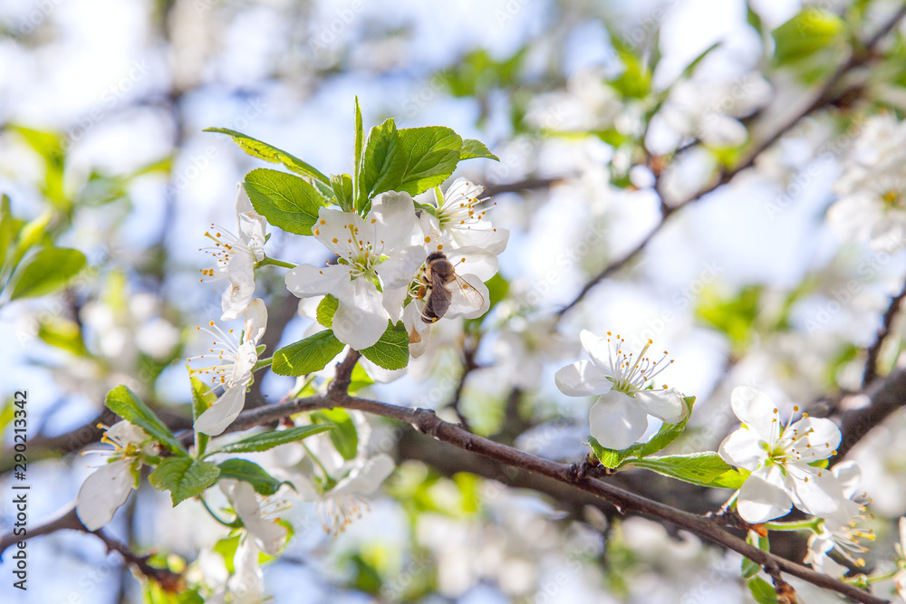 Honeybee on white flower of apple tree collecting pollen and nectar to make sweet honey with medicinal benefits.. Honeybee on white flower of apple tree collecting pollen and nectar to make sweet honey with medicinal benefits..