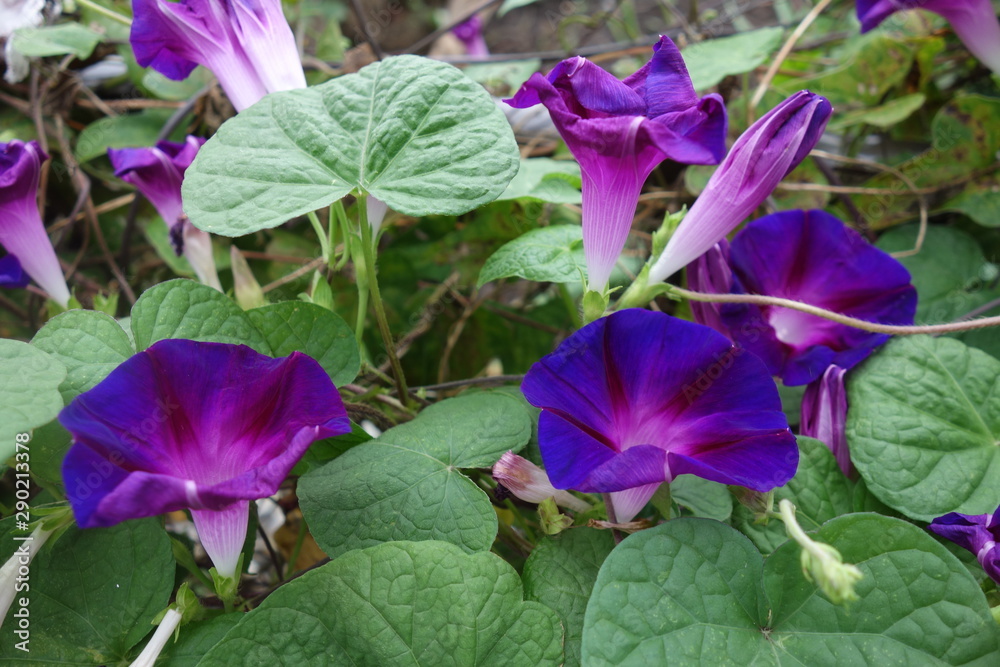 日本の紫の朝顔の花