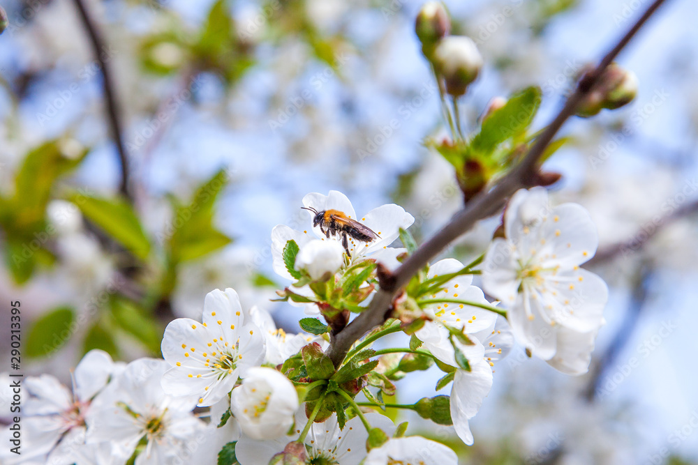 Honeybee on white flower of apple tree collecting pollen and nectar to make sweet honey with medicinal benefits.. Honeybee on white flower of apple tree collecting pollen and nectar to make sweet honey with medicinal benefits..