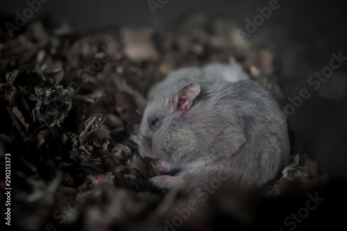 praying hamster