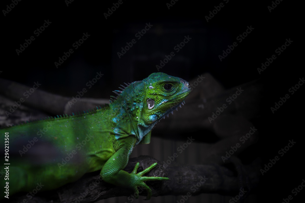 Fototapeta premium green iguana on a branch