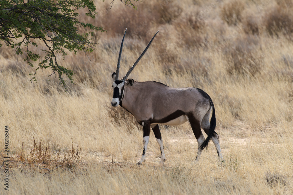 oryx gazelle, gemsbok, Oryx gazella, Parc national Kalahari, Afrique du ...