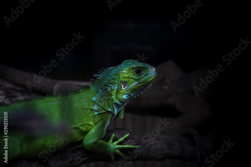 green iguana on a branch