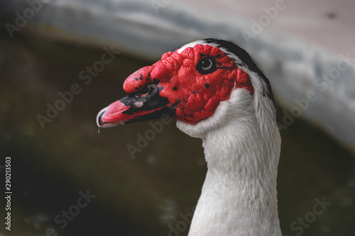 RED HEAD DUCK