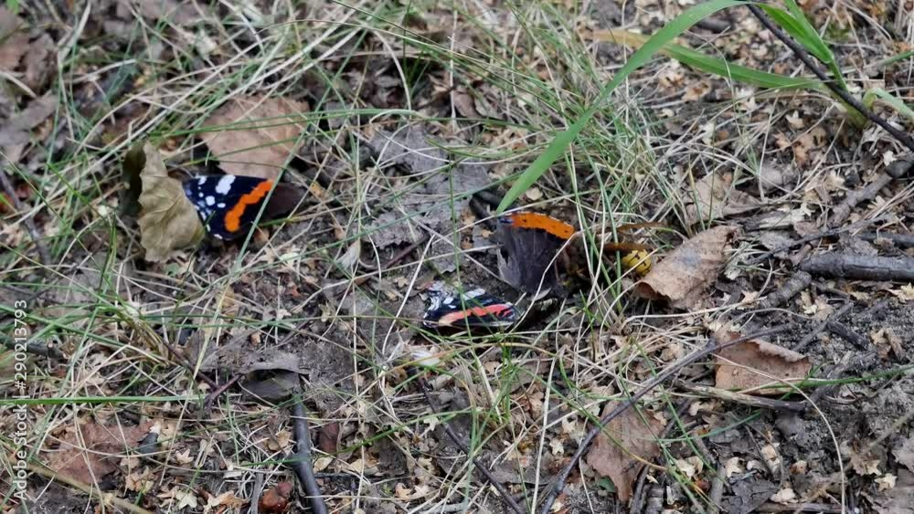 The hornet bites off a piece from a butterfly. The hornet bites off a piece from a butterfly.
