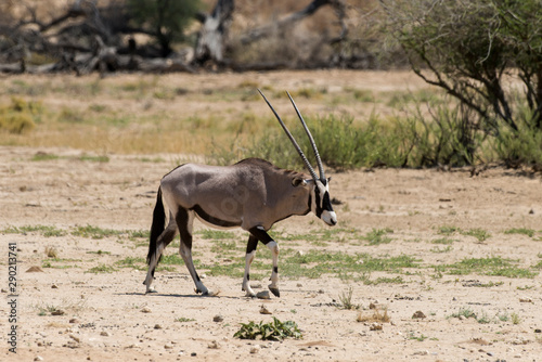 oryx gazelle  gemsbok  Oryx gazella  Parc national Kalahari  Afrique du Sud