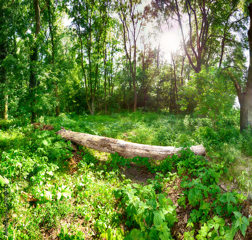 Dense forest with the sun at the beginning of June near Wroclaw, Poland.