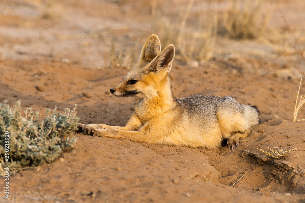 Renard du Cap, Vulpes chama, Parc national Kalahari, Afrique du Sud Renard du Cap, Vulpes chama, Parc national Kalahari, Afrique du Sud