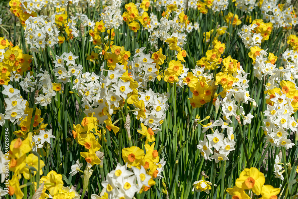 Field with yellow and white daffodils.