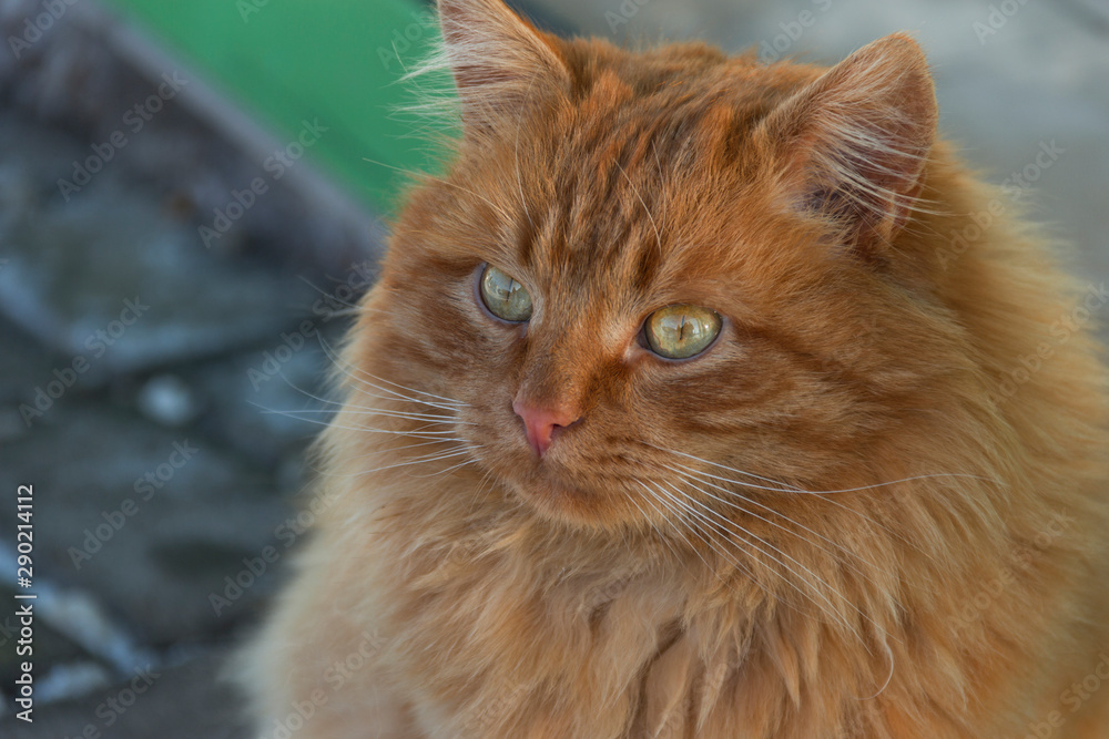 Portrait of a red cat.