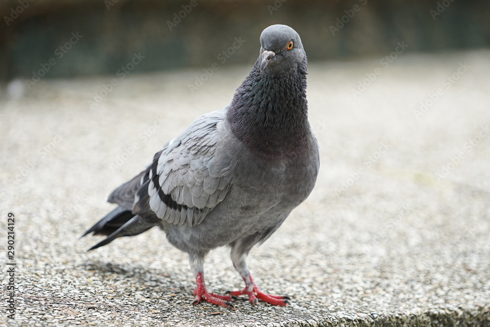 Obraz premium Dove bird close up zoom sharp high quality