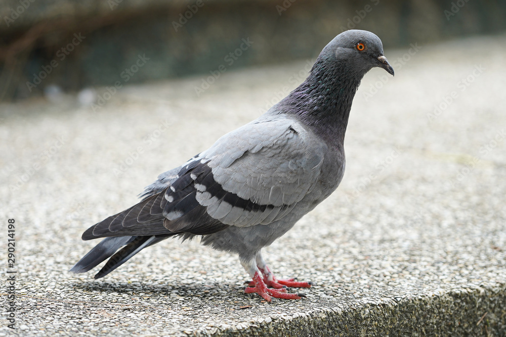 Dove bird close up zoom sharp high quality Dove bird close up zoom sharp high quality